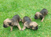 Border terrier puppies boys and a girl