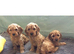 Cockapoo puppies