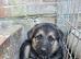 German Shepherd Puppies