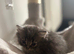 Kittens for sale