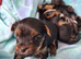 Little Yorkshire Terrier Puppies! 2 Boys & 1 Girl.