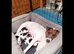 JACK RUSSELL TERRIER PUPS FOR SALE