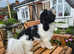 Beautiful Pedigree Havanese for stud