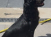 Cocker spaniel