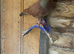 High flyer tippler pigeon