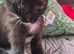 3 x brees kitten