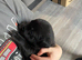 Labrador puppies for sale to leave now.