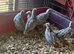 Bobwhite Snowflake Quail