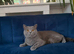 Bella- BSH for Rehoming! I can deliver her if that's any help.