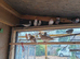 Jarva Finches for sale and diamond doves