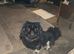 Black & Fawn 19 month old Pekingese