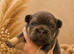 KC registered Beautiful Fluffy Frenchies