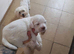 Maltese babys
