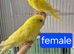 Budgies available