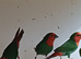 Red faced parrot finch cocks for sale
