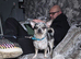 Last French bulldog x chichuaha