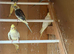 Young, adult pairs of mutation cockatiels