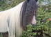 14.3hh 11 year old mare