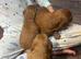 Cockapoo puppies