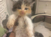 Ragdoll Cross Maine coon Kittens