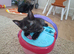 READY NEXT WEEK, 4 LOVELY KITTENS.