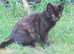 PRETTY FARM REARED TORTOISESHELL KITTEN
