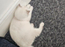Scottish fold kitten 6months old