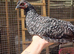 Ayam Cemani zombies