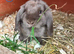 2 beautiful baby mini lops