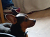 14 month old male for rehome