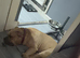 American bully (standard)