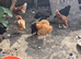 Point of lay hens available
