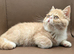 STUNNING EXOTIC SHORTHAIR MALE – FROM CAREFULLY SOURCED IMPORTED EUROPEAN LINES