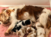 Beautiful KC Cavalier King Charles Spaniel Puppies