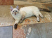 Stunning GCCF Registered Ragdoll Kitten.