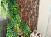 Baby crested gecko and full set up
