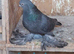 Limerick tumblers