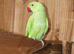 Green ring neck