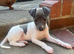 Stunning KC Registered boy