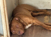 Dogue de Bordeaux cross springer