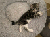 For Sale 4 Tabby kittens!