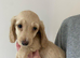 Cream Minature Dachshunds
