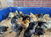 2 week old chicks available