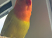 Stunning DNA sexed male dilute fisher lovebird