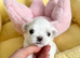 Exceptional Full Korean Maltese Puppies