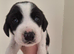 Kelpie cross spaniel