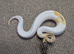 2026 Hatchlings available