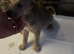 Salukie Bedlington whippet