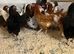 Pol  hens