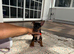 Jack Russel puppy girl Lola